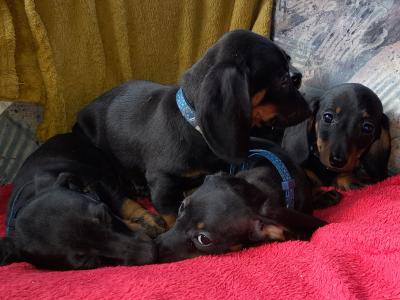 Miniature Smooth Short Haired Dachshund puppies in Tipperary