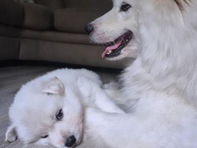 Samoyed x White Shepherd puppies in Wexford (Only 2 remaining!)