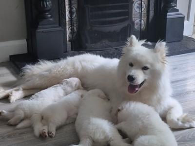 Samoyed x White Swiss Shepard Puppies