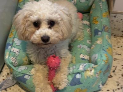 Miniature female F1b Cockapoo puppy 10 months old in Monaghan