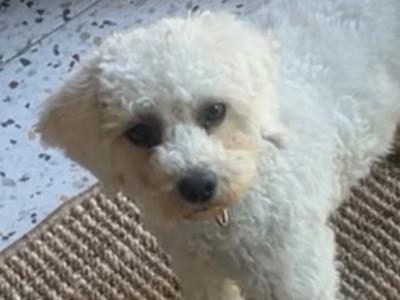 Miniature female F1B Cockapoo in Monaghan
