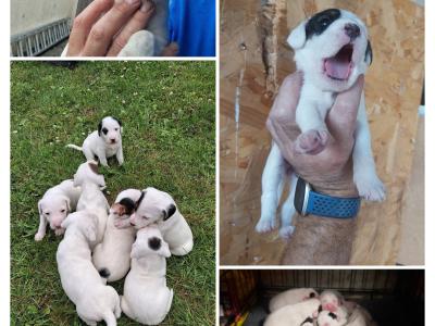 Teagle puppies for sale in Tipperary