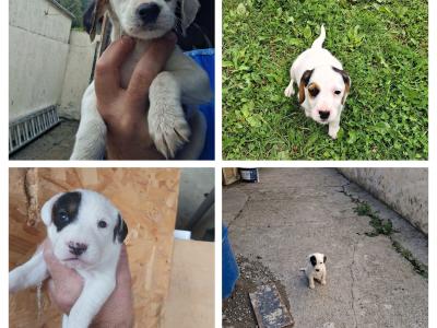 Teagle puppies for sale in Tipperary