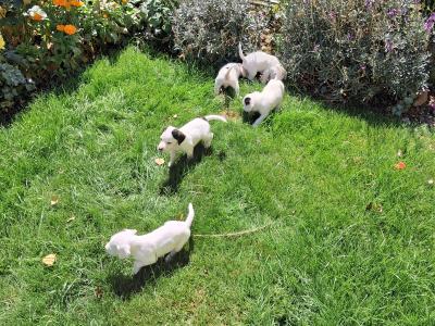 Teagle puppies for sale in Tipperary