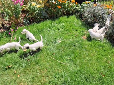 Teagle puppies for sale in Tipperary