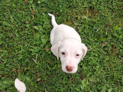 Teagle puppies for sale in Tipperary