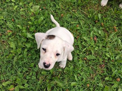Teagle puppies for sale in Tipperary