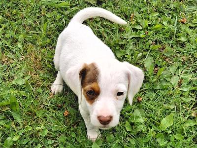 Teagle puppies for sale in Tipperary