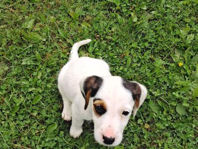 Teagle puppies for sale in Tipperary
