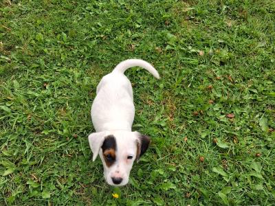 Teagle puppies for sale in Tipperary