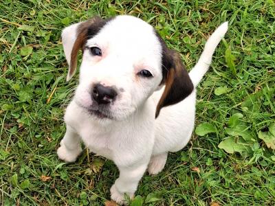 Teagle puppies for sale in Tipperary