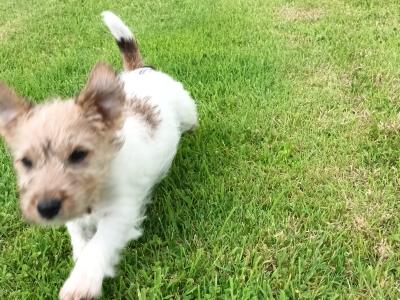 Jack Russell x Irish Terrier puppies in Tipperary