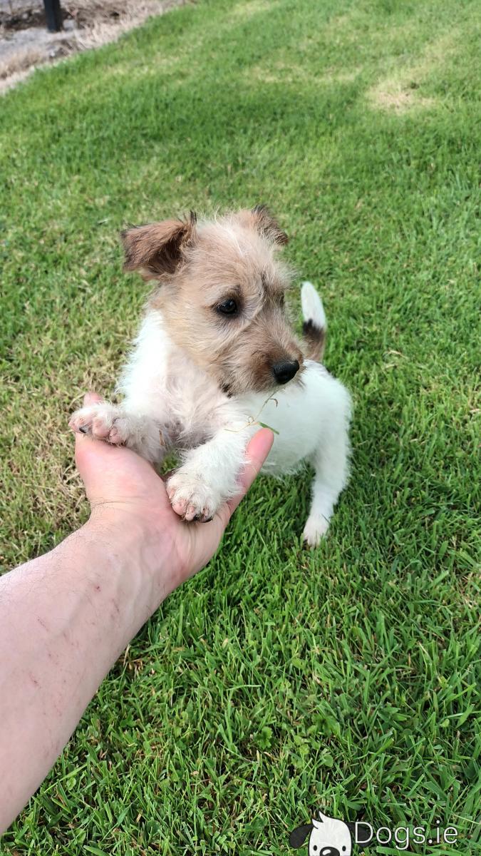 Large Terrier Mix Large Scruffy Terrier Mixed Breed Dog Stock
