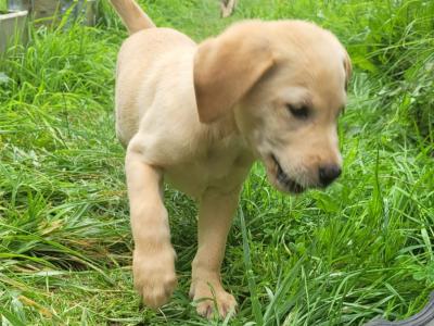 Outstanding Labrador puppies in Cavan !! Intelligent, loyal and eager to please !!**