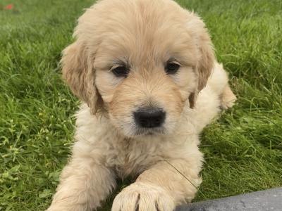 Premium Quality IKC Registered(pending) Golden Retriever puppies in Galway