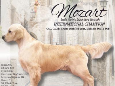 Premium Quality IKC Registered(pending) Golden Retriever puppies in Galway