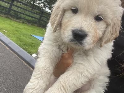 Premium Quality IKC Registered(pending) Golden Retriever puppies in Galway