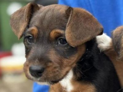 Female Jack Russell x Patterdale x Lakeland puppy in Cork  – Full of Character! 🐶