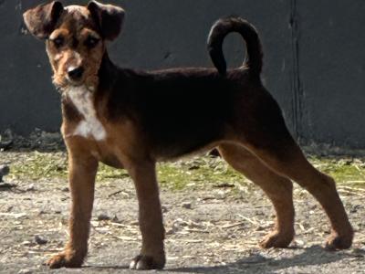 Female Jack Russell x Patterdale x Lakeland puppy in Cork  – Full of Character! 🐶
