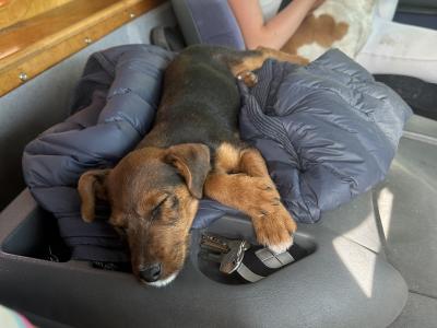 Female Jack Russell x Patterdale x Lakeland puppy in Cork  – Full of Character! 🐶