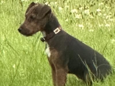 Female Jack Russell x Patterdale x Lakeland puppy in Cork  – Full of Character! 🐶