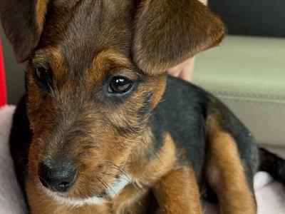Female Jack Russell x Patterdale x Lakeland puppy in Cork  – Full of Character! 🐶