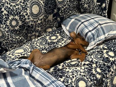 Female Jack Russell x Patterdale x Lakeland puppy in Cork  – Full of Character! 🐶