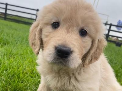 Premium Quality IKC Registered(pending) Golden Retriever puppies in Galway