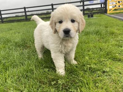 Premium Quality IKC Registered(pending) Golden Retriever puppies in Galway