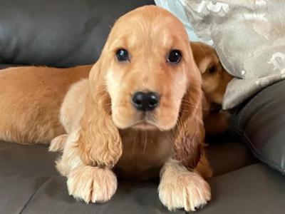 Golden Cocker Spaniel puppies in Limerick
