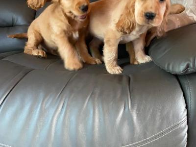 Golden Cocker Spaniel puppies in Limerick