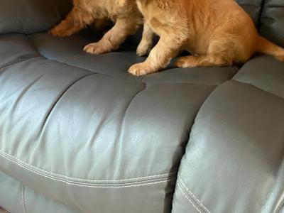 Golden Cocker Spaniel puppies in Limerick