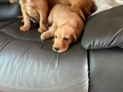Golden Cocker Spaniel puppies in Limerick