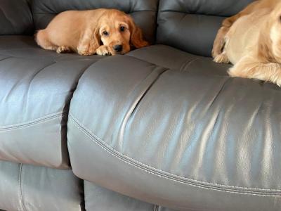 Golden Cocker Spaniel puppies in Limerick