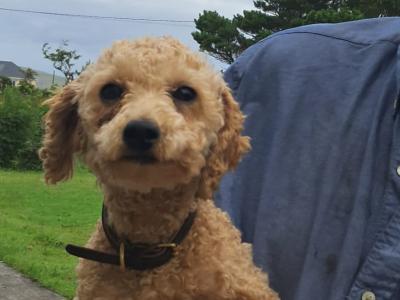 1 female Poodle x Bichon Frise (Poochon) dog and 1 female Bichon Frise dog for sale in Mayo
