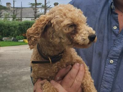 1 female Poodle x Bichon Frise (Poochon) dog and 1 female Bichon Frise dog for sale in Mayo
