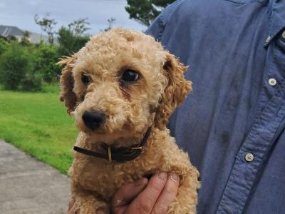 1 female Poodle x Bichon Frise (Poochon) dog and 1 female Bichon Frise dog for sale in Mayo