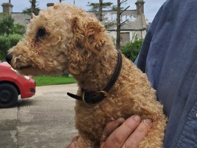 1 female Poodle x Bichon Frise (Poochon) dog and 1 female Bichon Frise dog for sale in Mayo