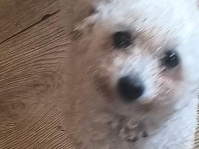 1 female Poodle x Bichon Frise (Poochon) dog and 1 female Bichon Frise dog for sale in Mayo