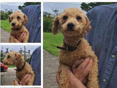 1 female Poodle x Bichon Frise (Poochon) dog and 1 female Bichon Frise dog for sale in Mayo