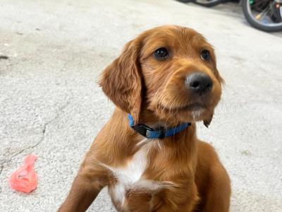 IKC Registered(pending) Irish Setter puppies in Tipperary - €950