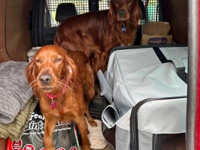 IKC Registered Irish Setter puppies in Tipperary - €950