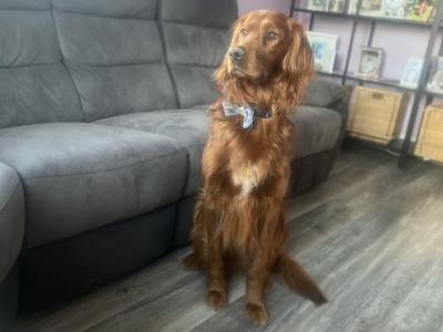 IKC Registered Irish Setter puppies in Tipperary - €950