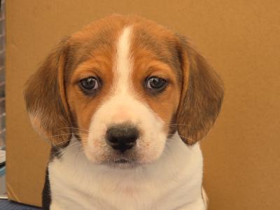 Beautiful Beagle x Jack Russell puppies in Waterford