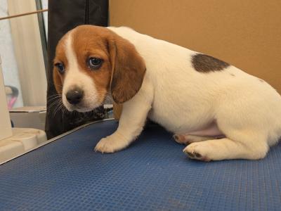 Beautiful Beagle x Jack Russell puppies in Waterford