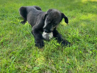 IKC Registered Irish Wolfhound puppies for sale