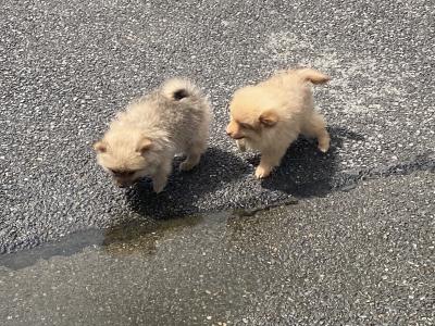 Pomeranian puppies in Wexford