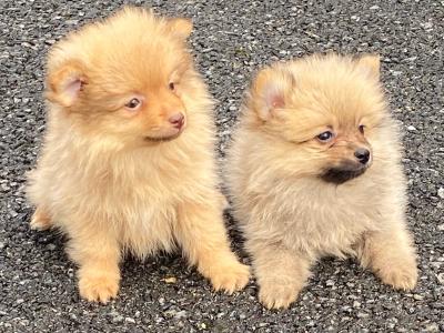 Pomeranian puppies in Wexford