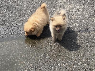 Pomeranian puppies in Wexford
