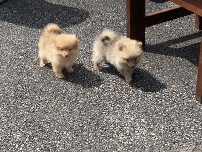 Pomeranian puppies in Wexford